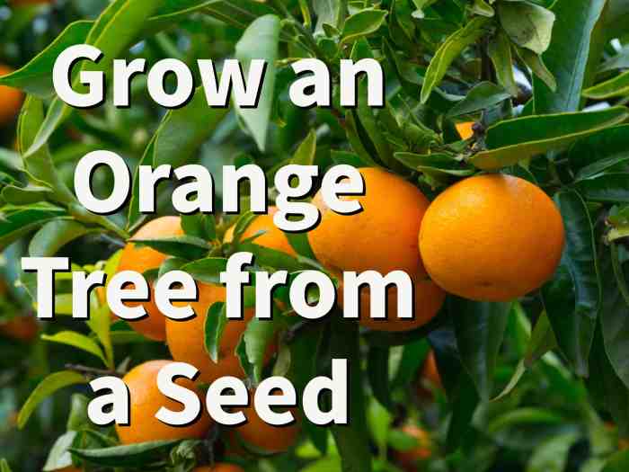 How to plant orange tree from seed