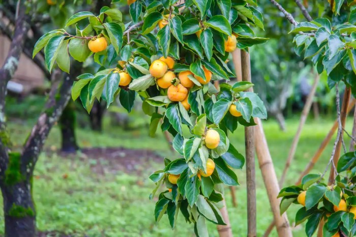 Persimmon buying