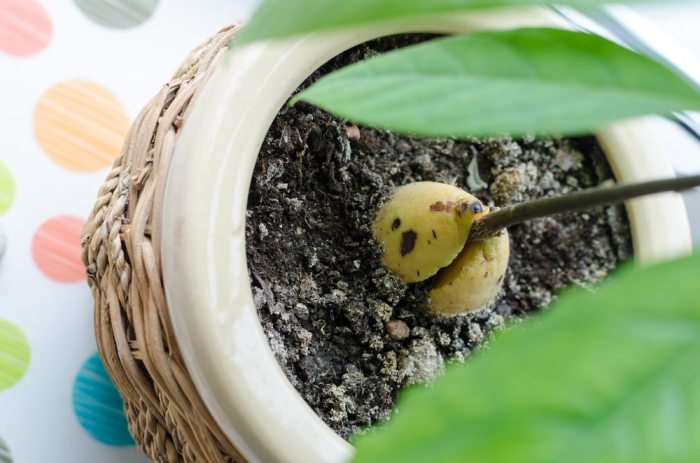 Avocado planting seeds germination germinate pots