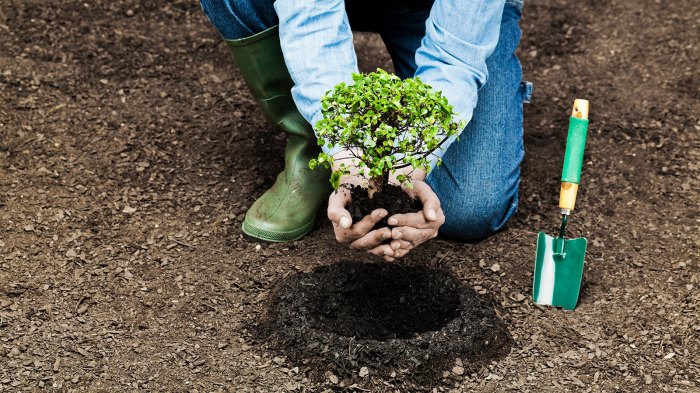 Plant trees in memory of someone