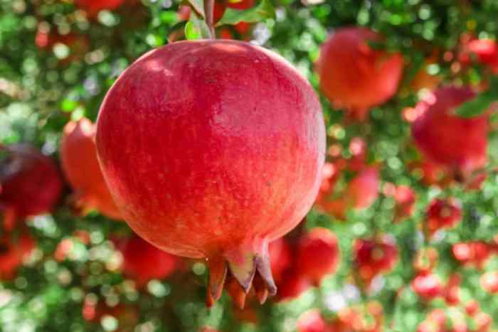 Where to plant a pomegranate tree