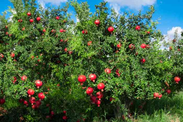 Where to Plant a Pomegranate Tree