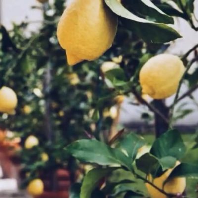 Best Time to Plant Citrus Trees