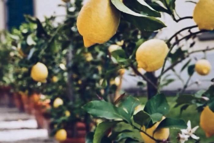 Best Time to Plant Citrus Trees