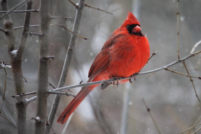 Redbird in a tree plant