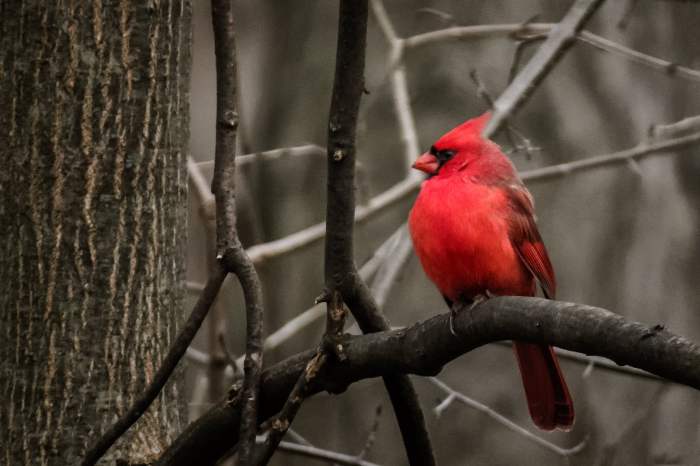 Redbird in a Tree Plant A Deep Dive