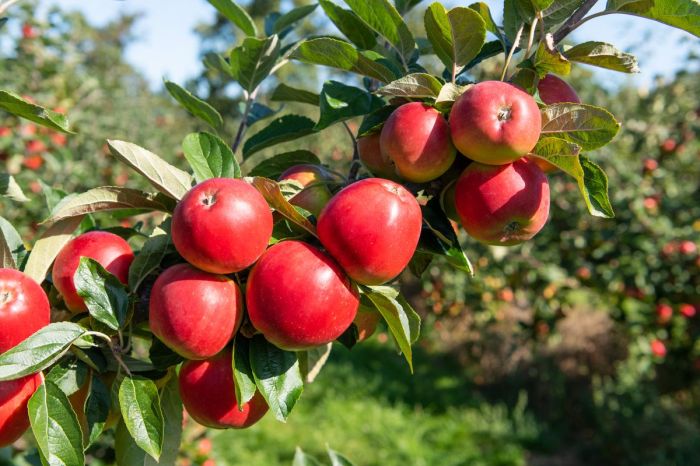 Apple tree to plant