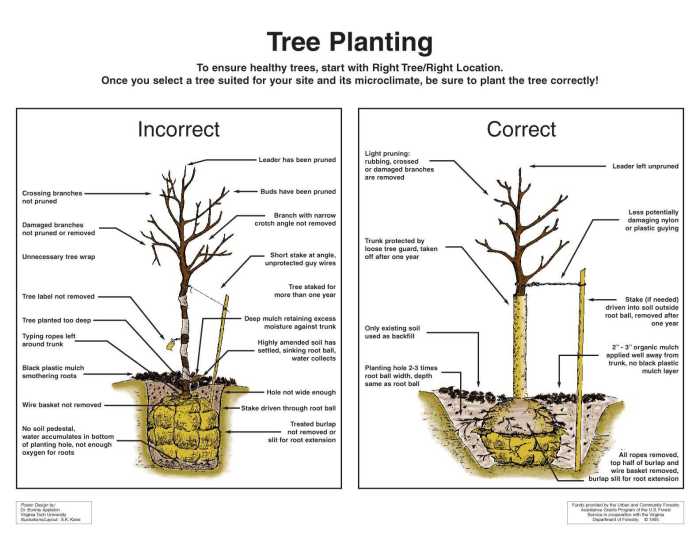 Best Way to Plant Fruit Trees for Abundant Harvests