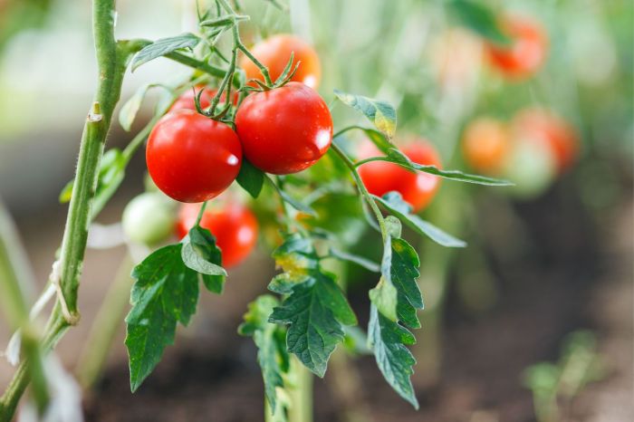 Tomatoes seed grow seeds seedlings one steps easy plants young we set vegetables starting relevant vendors links link help find